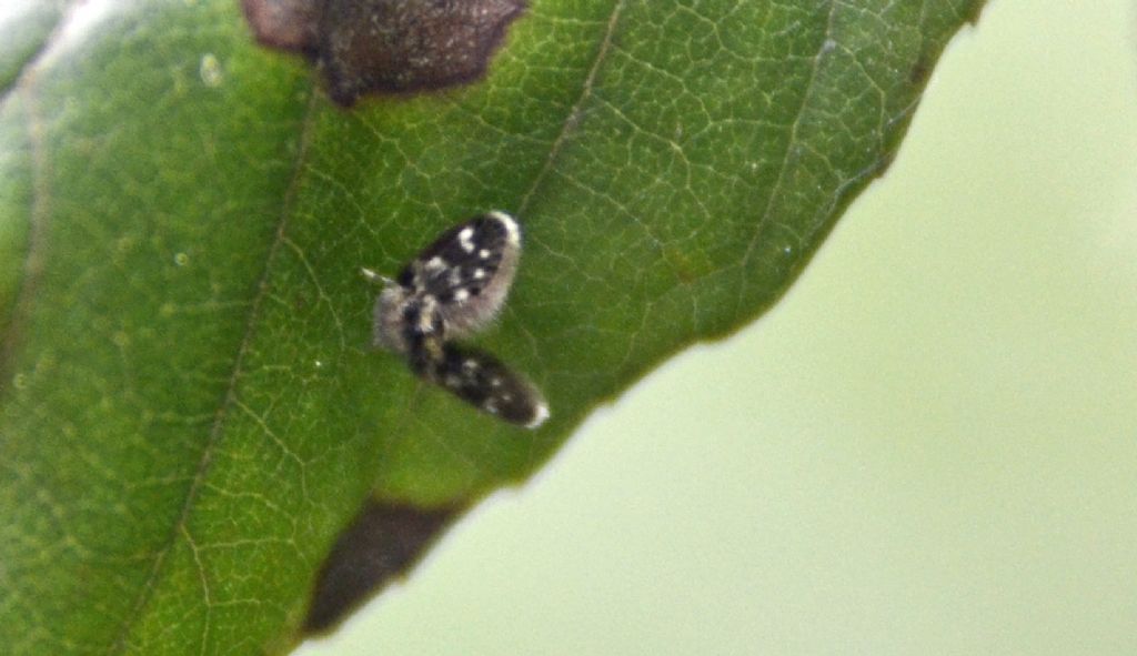 Microlepidottero id.